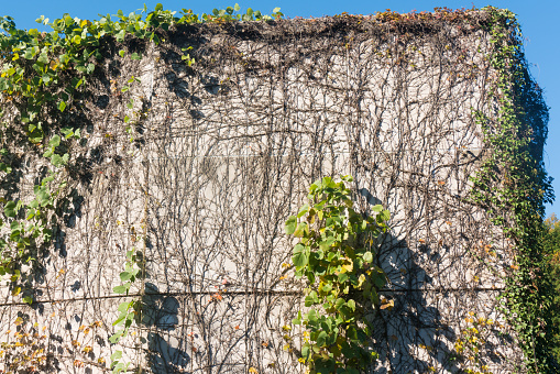 Horizontal composition color photography of full frame rustic old heaped stone wall, rock material, man made structure taken in France (Europe). Background with some creeper and climbing plant and a green ivy plant by sunny summer day.