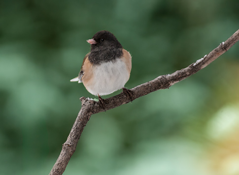 The Dark-Eyed Junco (Junco hyemalis) is the best-known of the juncos, a variety of small grayish sparrow with a dark shoulder and head.  This bird is common across much of temperate North America and in summer ranges far into the Arctic.  This Dark-Eyed Junco was photographed near Walnut Canyon Lakes in Flagstaff, Arizona, USA.