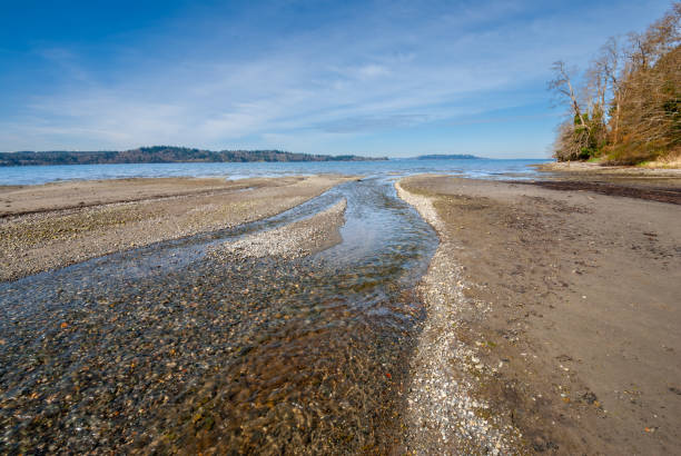 Shingle Mill Creek winds its way about 1.5 miles from its origin at Fisher Pond to its confluence with Puget Sound at Fern Cove.  This scene was photographed at Fern Cove on Vashon Island, Washington State, USA.