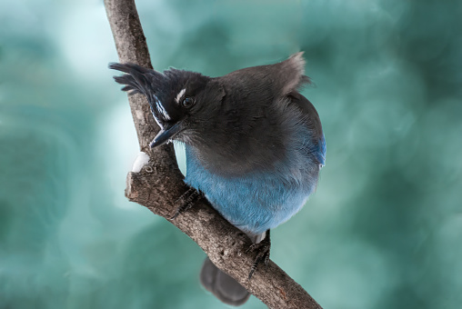 The Steller's Jay (Cyanocitta stelleri) is a common bird in the forests of the western United States.  It is most numerous in dense coniferous woods of the mountains and the northwest coast, where its dark colors blend in well in the shadows. It normally lives in flocks except when nesting.  The Steller's Jay's diet is omnivorous consisting of about  two-thirds vegetable and one-third animal. Pine seeds, acorns, and other nuts and seeds, berries and wild fruits make up the vegetable part of the diet.  The meat part of the diet consists of insects, including beetles, wasps, and wild bees. The Steller's Jay also eats spiders, bird eggs and sometimes small rodents or lizards.  This Steller's Jay was photographed in a snowstorm by Walnut Canyon Lakes in Flagstaff, Arizona, USA.