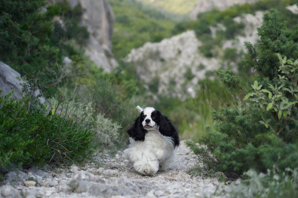 istock Cocker Spaniel dog lounges on a rocky hiking trail. 1940826257