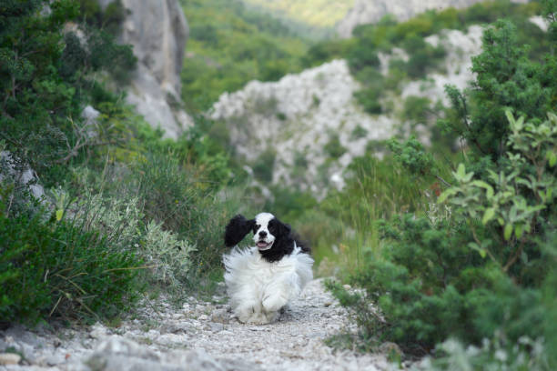 istock Cocker Spaniel dog lounges on a rocky hiking trail. 1940826261