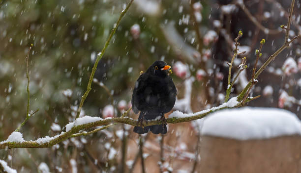 istock Blackbird in the garden 1940827320