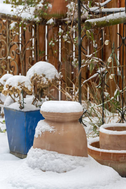 istock Winter in the Garden 1940827337