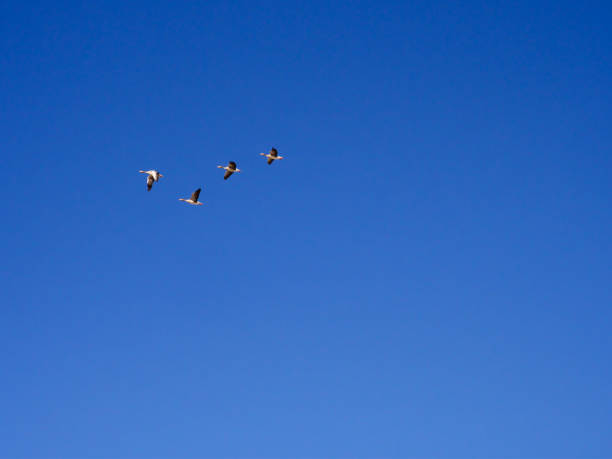 flying ducks in blue sky background - magnification animals in the wild environment clear sky imagens e fotografias de stock