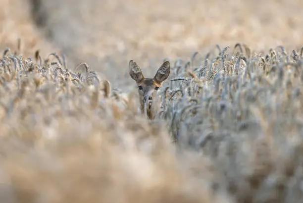 Female roe deer (Capreolus capreolus) looking out of a cereal field.