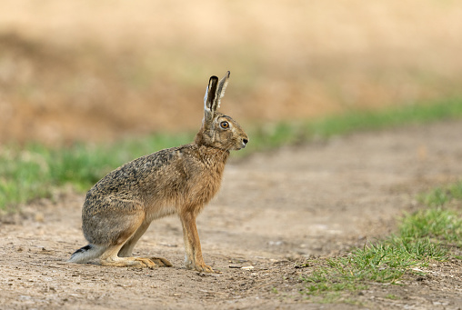 European hare (Lepus europaeus) sitting on a dirt road.