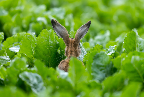 Back view of an European hare (Lepus europaeus) sitting in a beet field.