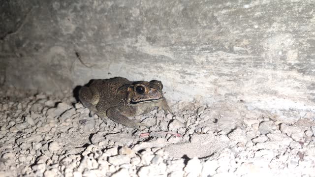 Video of Bufo melanostictus waiting for prey. Close-up video of Asian black-spined toad