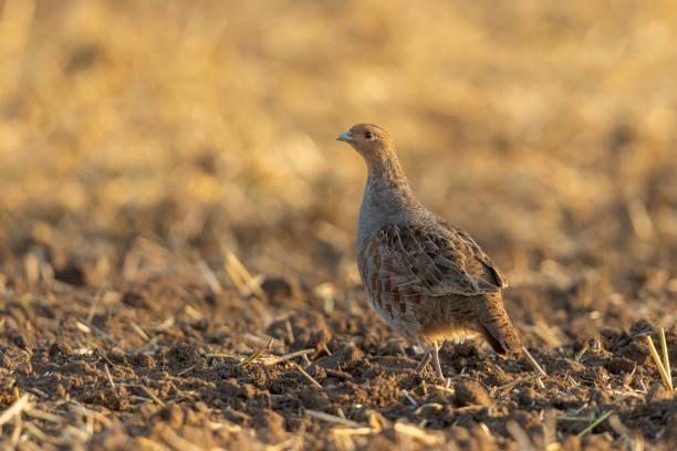 istock Male grey partridge (Perdix perdix) in the evening. 1940860159