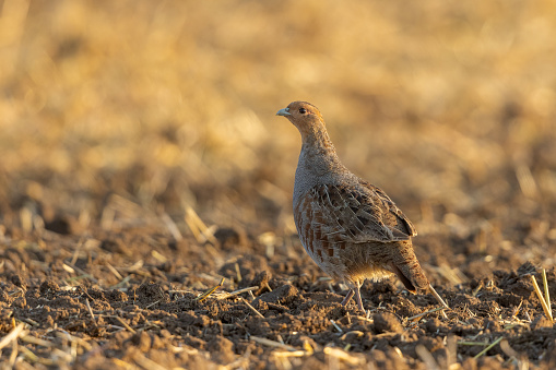 Beautiful male grey partridge (Perdix perdix) walking on a stubble field.