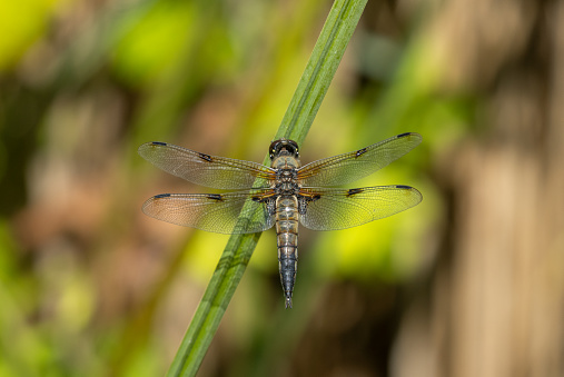 Hairy dragonfly (Brachytron pratense) resting on vegetation on vivid green background