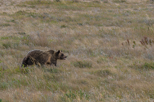 Grizzly bear walking through meadow in northwest Montana