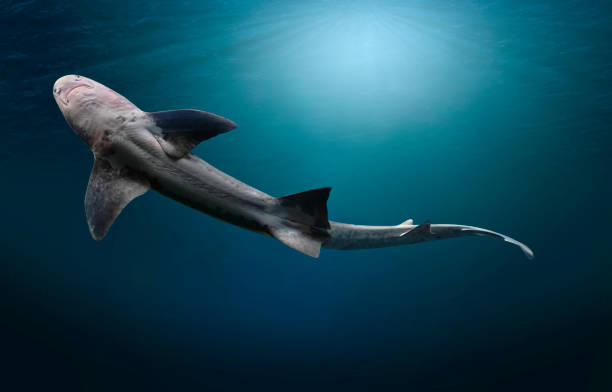 istock Underside of a leopard shark, underwater with clipping path. 1940934411
