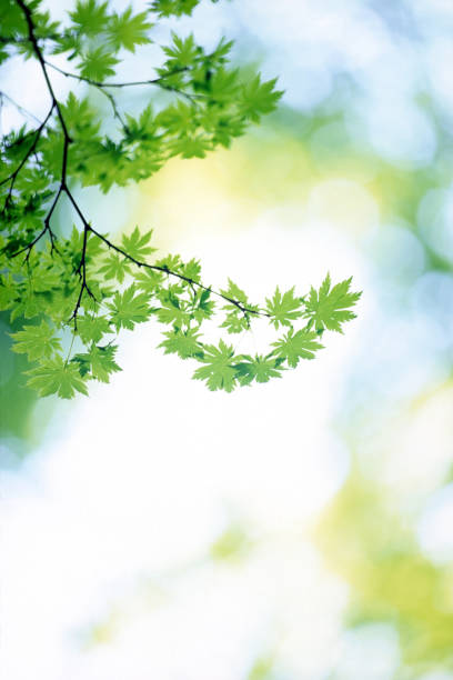 Foglie verdi fresche di acero - foto stock