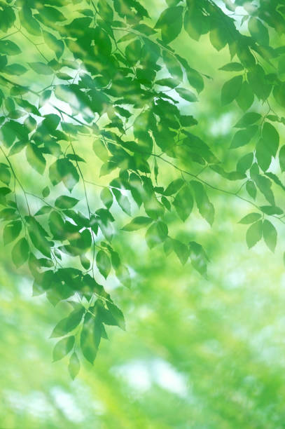 녹색 잎의 이중 노출 스톡 사진