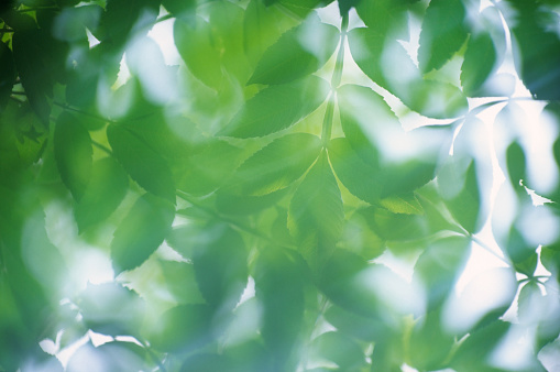 Multiple Exposure Of Abstract  Green Leaves