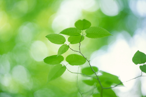 young  green leaves in the forest