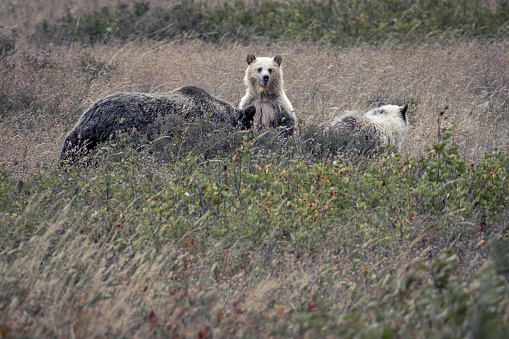 Grizzly bear cub standing looking over its mother and sibling in meadow in north west Montana.