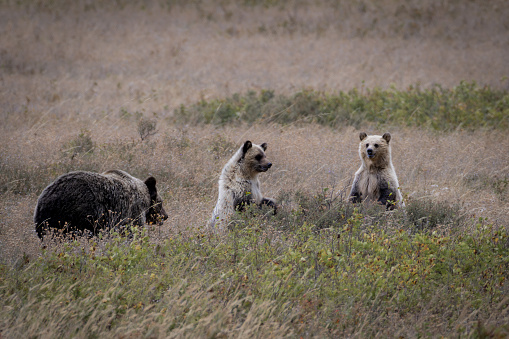 Grizzly sow with 2 cubs in a meadow.  Sow is walking away and the cubs are standing.