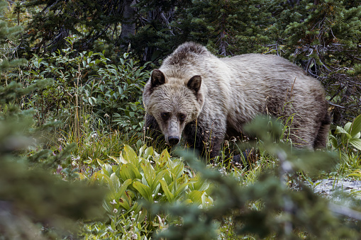 Grizzly bear in forest