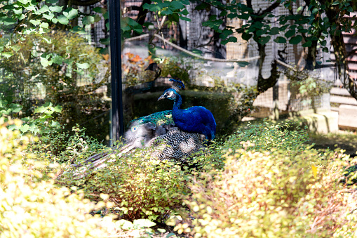 A colourful peacocks head looking at the camera and looking to the right metallic shiny looking colours of green and blue a big peacock eye with a dark background ￼￼