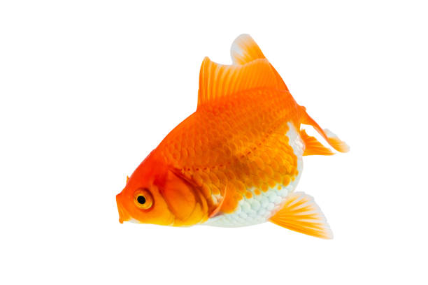 Beautiful small goldfish is swimming in the fish tank. Animal pets portrait photo, close-up and selectie focus at the eye.