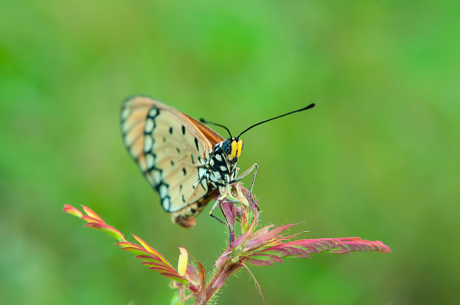 Aricia montensis