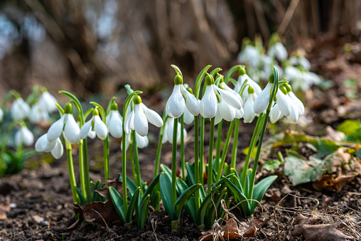 Galanthus elwesii (Elwes's, greater snowdrop) in the wild. Red Book Ukraine