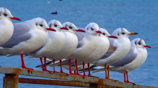 istock The black-headed gull (Larus (Chroicocephalus) ridibundus). Birds of Ukraine 1940992027