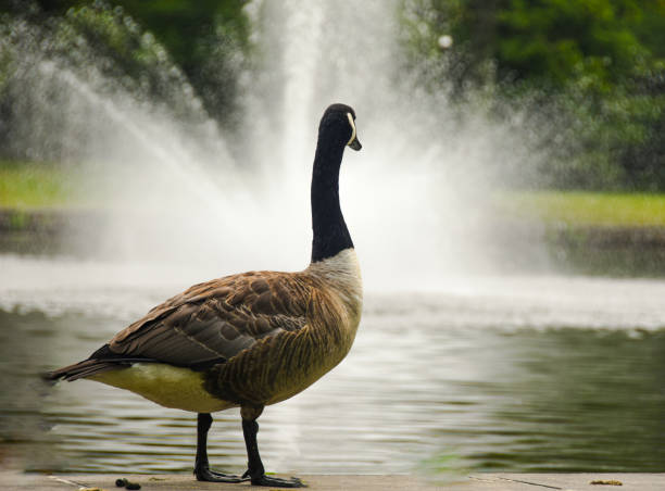 Watching the fountain in basking ridge n.j