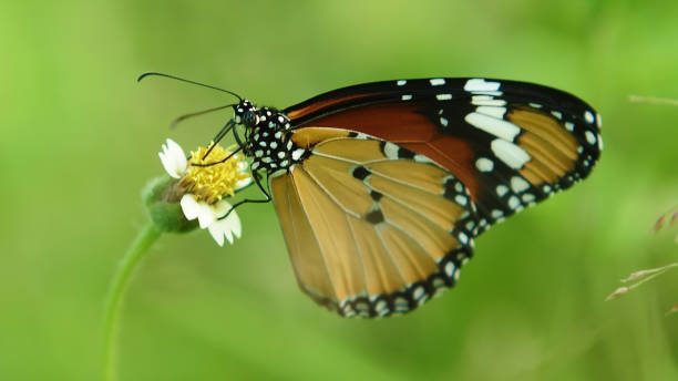 istock An Orange Butterfly Acraea terpsicore 1940993122