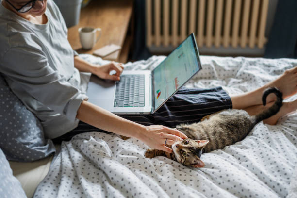 istock Young woman with cute gray kitten working on a project using laptop in bed at home 1941017935