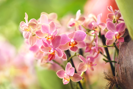 Summer blossoming delicate orchids, blooming tropical flowers shiny colorful festive background, bright floral card, soft selective focus, shallow DOF