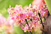 Summer blossoming delicate orchids, blooming tropical flowers shiny colorful festive background, bright floral card