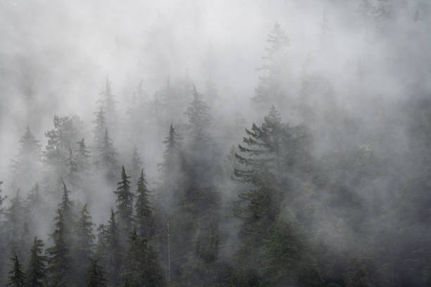 istock Foggy Rainforest Vancouver Island 1941075486