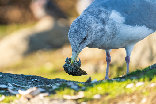 Seagull catching clams at the Esquimalt Lagoon in Victoria, BC.
