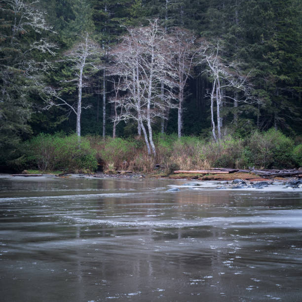 istock Tofino Tonquin Beach 1941082823