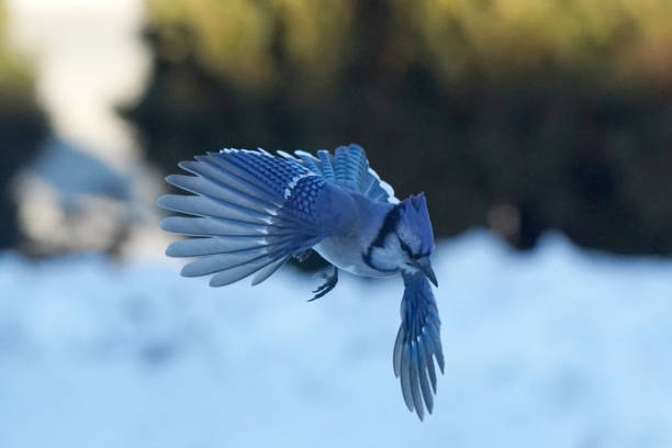 istock Blue Jays in winter on sunny but freezing day 1941114828