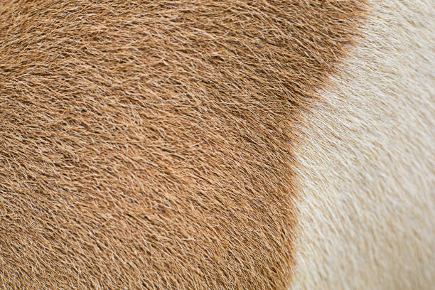 Abstract white dog fur texture