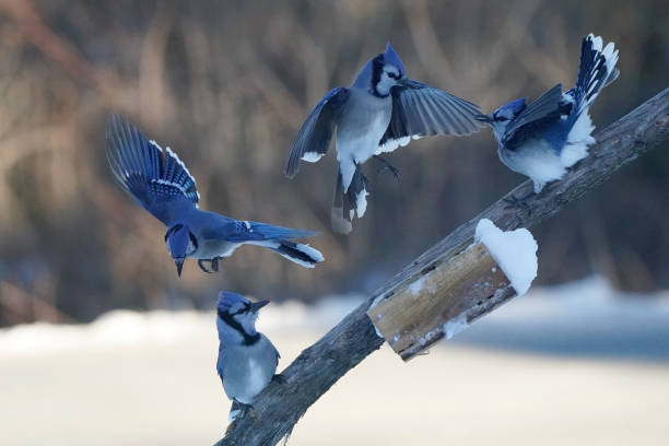 istock Blue Jays in winter on sunny but freezing day 1941116964