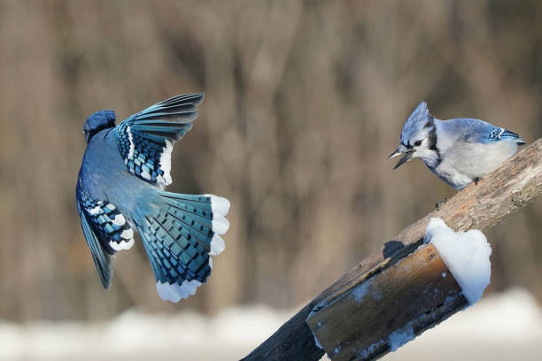 istock Blue Jays in winter on sunny but freezing day 1941118596