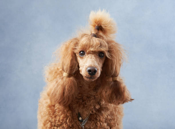 istock Happy dog. funny red poodle on a blue background. 1941118605