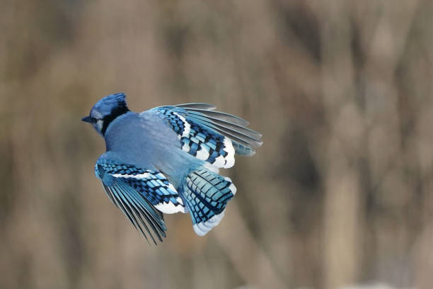istock Blue Jays in winter on sunny but freezing day 1941118611
