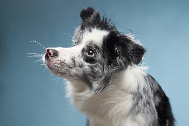 istock funny dog on a blue background. Funny looking border collie 1941118613