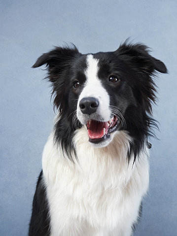 Happy dog on a blue background. black and white border collie funny muzzle in studio