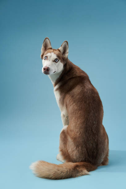 istock husky on a blue background. dog in the studio 1941118632