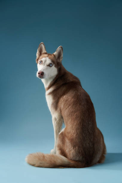 istock husky on a blue background. dog in the studio 1941118634