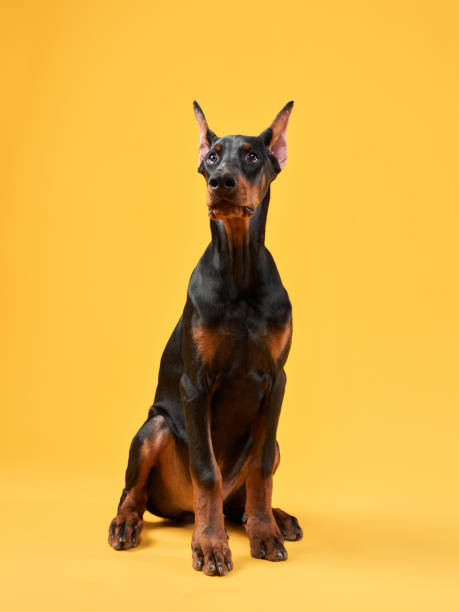 istock Doberman dog on a yellow background, funny pet 1941119142