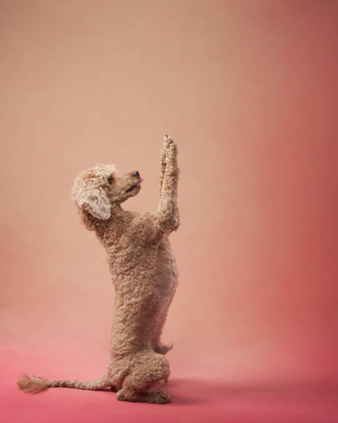 istock Funny active dog jumping. happy poodle on pink background 1941119152